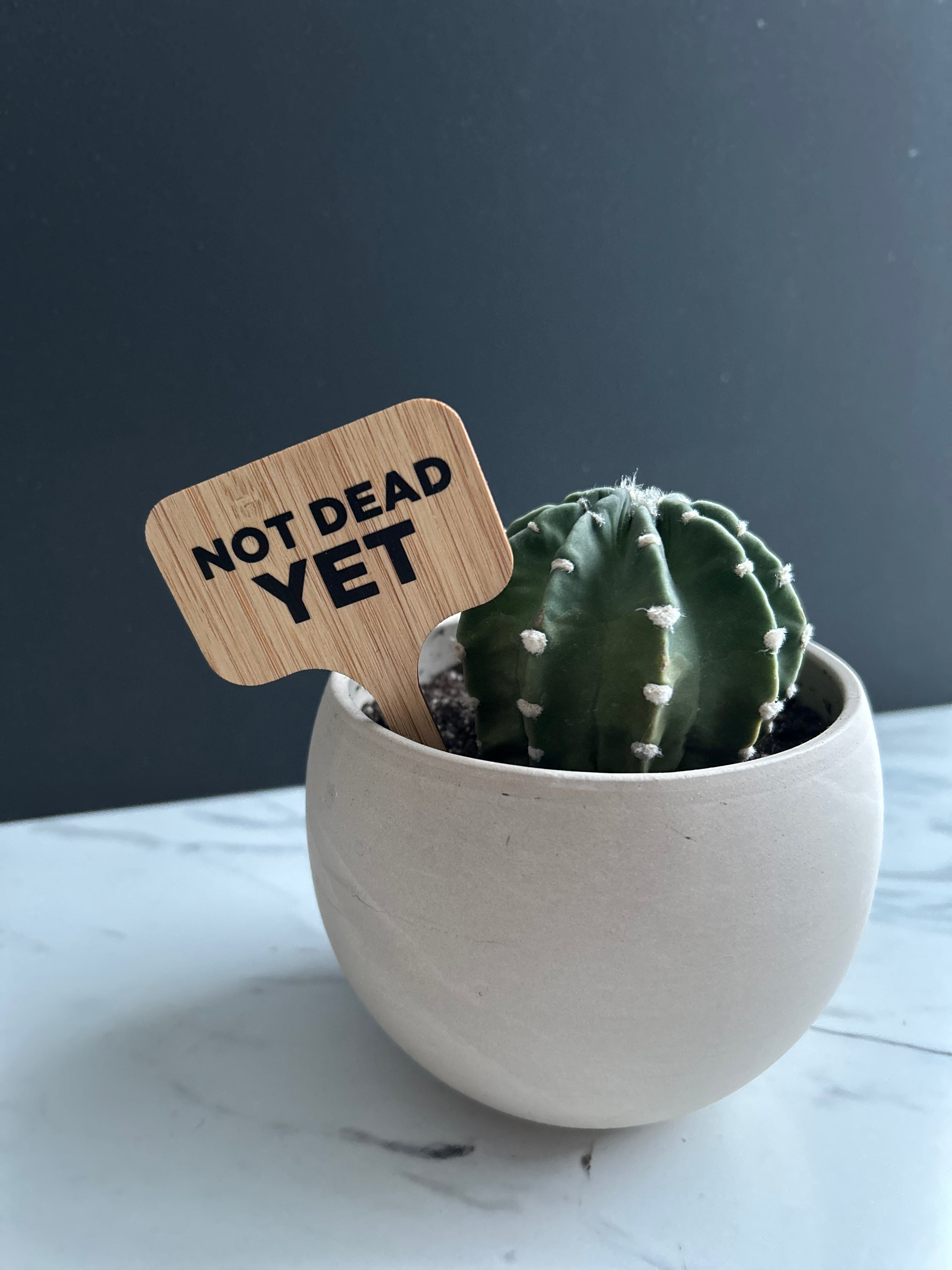 Not Dead Yet Plant Stake
