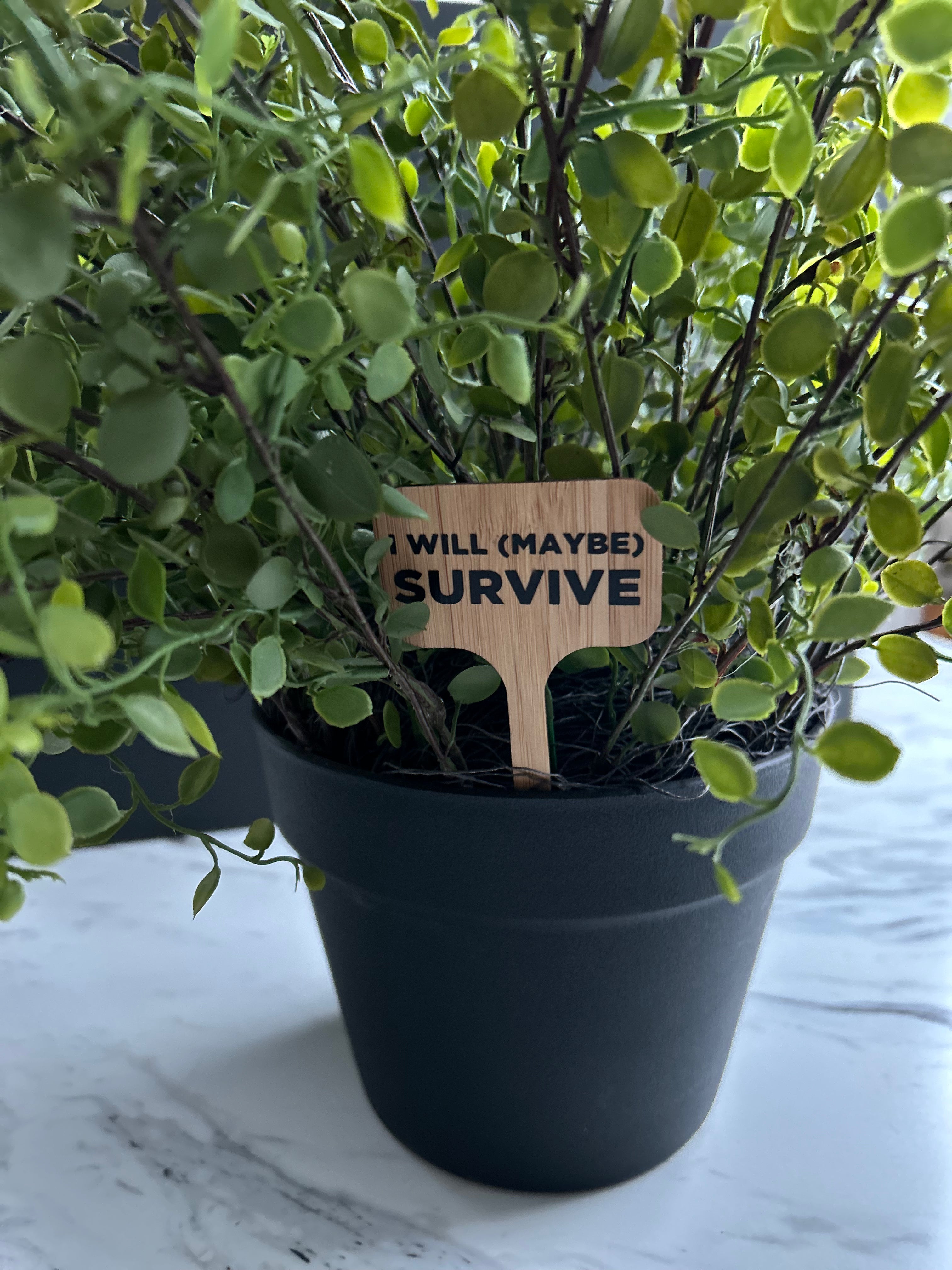 I Will (Maybe) Survive Plant Stake